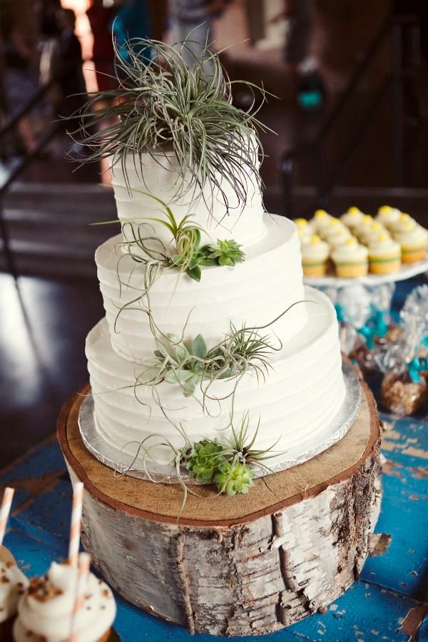 Cool Cake with Succulents